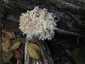Közönséges petrezselyemgomba (Hericium coralloides), Börzsöny